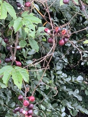 Paullinia pinnata