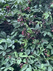 Paullinia pinnata