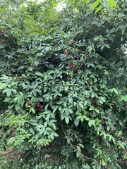 Paullinia pinnata
