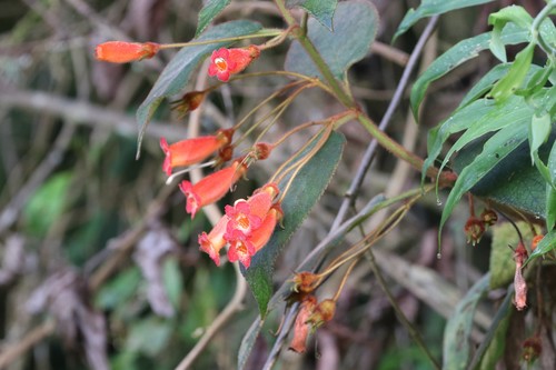 Image of Kohleria hirsuta by (c) scaup, some rights reserved (CC BY)