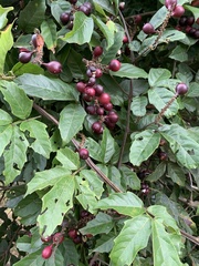 Paullinia pinnata