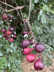 Paullinia pinnata
