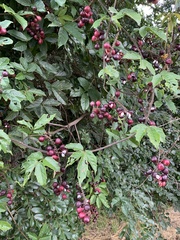 Paullinia pinnata