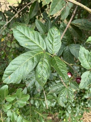 Paullinia pinnata