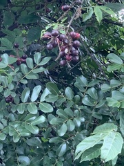 Paullinia pinnata