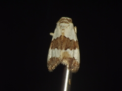 Maliattha quadripartita
