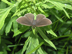 Aphantopus hyperantus