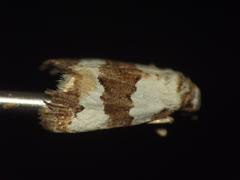 Maliattha quadripartita