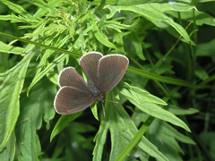 Aphantopus hyperantus