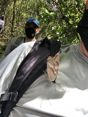 Archaeoprepona demophoon