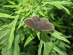 Aphantopus hyperantus