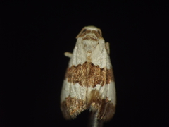 Maliattha quadripartita