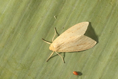 Leucanopsis tabernilla