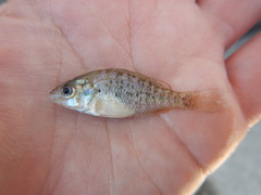 Lepomis humilis