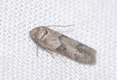 Blastobasis sardinica