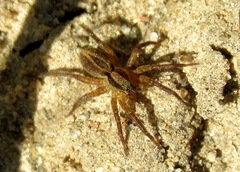 Alopecosa pulverulenta