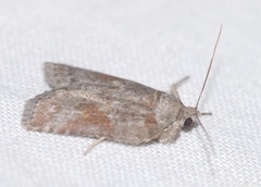 Nycteola asiatica