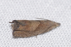 Dichrorampha simpliciana