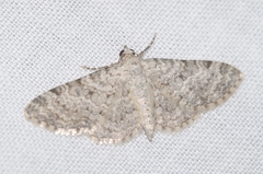 Eupithecia semigraphata