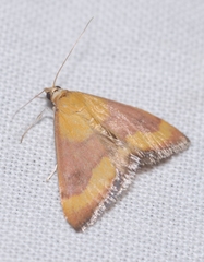 Pyrausta castalis