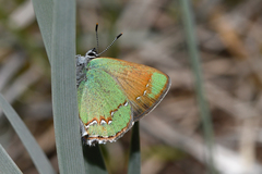 Callophrys affinis apama