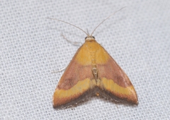 Pyrausta castalis