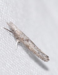 Zelleria oleastrella