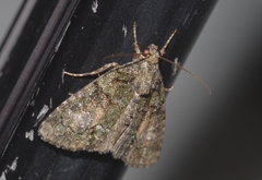 Cryphia pallida