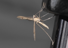 Stenoptilia aridus