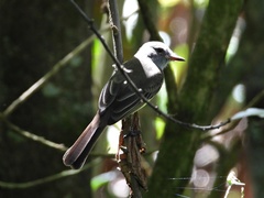Myiarchus cephalotes