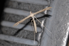 Stenoptilia aridus