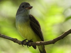 Myiarchus cephalotes