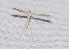 Stenoptilia aridus