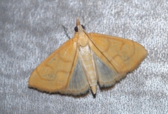 Anania crocealis
