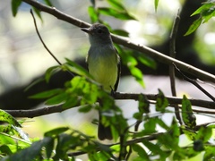 Myiarchus cephalotes