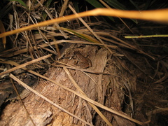 Adenomera hylaedactyla