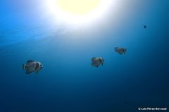 Longfin Baitfish photo 3
