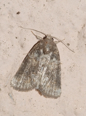 Bryophila vandalusiae