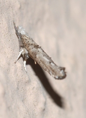 Zelleria oleastrella