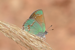 Callophrys affinis apama