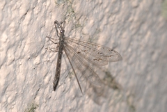 Neuroleon distichus