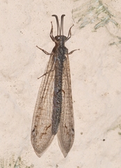 Neuroleon distichus