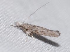 Zelleria oleastrella