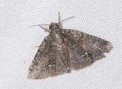 Cryphia pallida