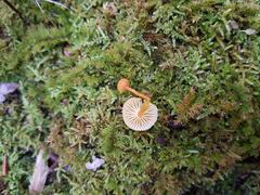 Hygrocybe parvula