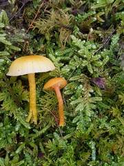 Hygrocybe parvula