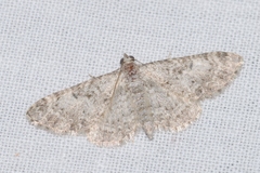 Eupithecia semigraphata
