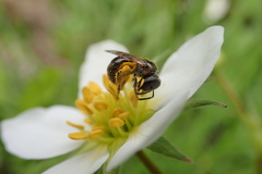 Lasioglossum lineatulum