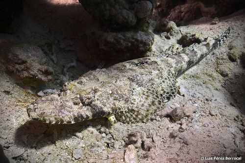 Papilloculiceps longiceps (Cuvier, 1829)