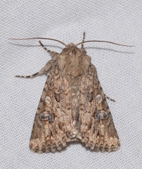 Anarta pugnax